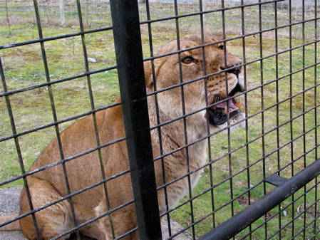 Lion 1