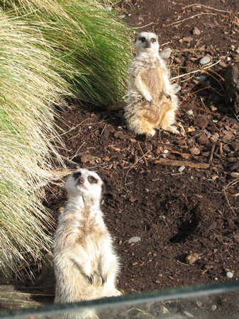 Meerkats